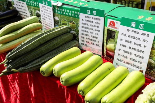 秋分時節慶豐收，佛山人的田園歡歌